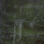 cobwebs on branches